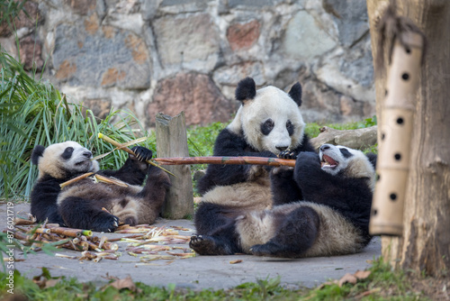 Adult panda with two cute panda cubs playing and feeding on bamboo in a panda sanctuary in China photo