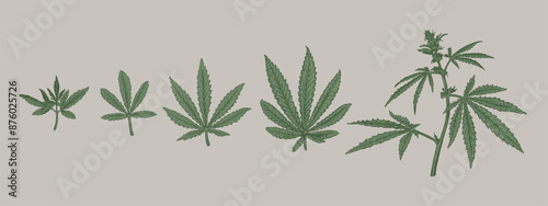 Hand drawn sketch of Cannabis. Vector illustration of leaves and plant Hemp. Botanical drawing of Medical Marijuana foliage. Vintage engraved style
