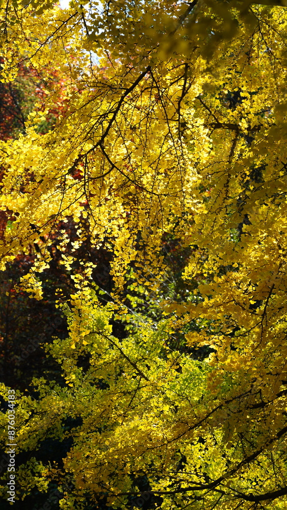The beautiful central park autumn landscape with the colorful trees in New York The beautiful central park autumn landscape with the colorful trees in New York