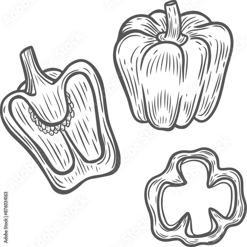 Pepper vegetable engraving vector illustration isolated on white background.