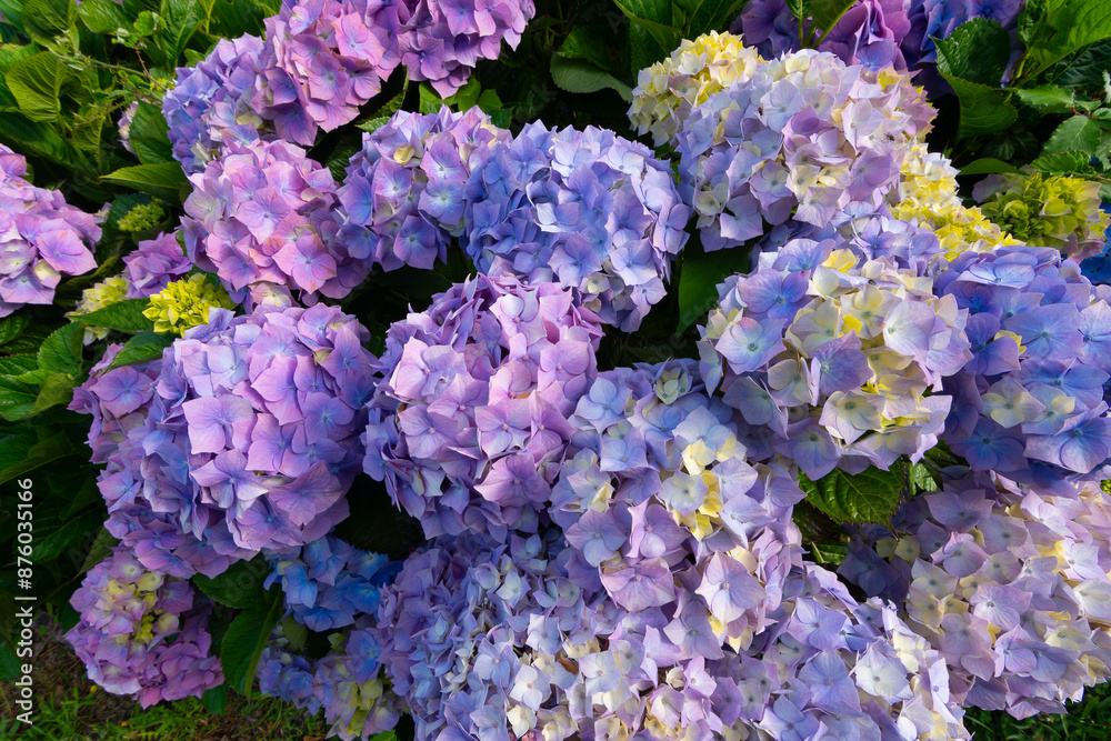 Magnifiques hortensias sur la côte de granit rose en Bretagne - France Magnifiques hortensias sur la côte de granit rose en Bretagne - France