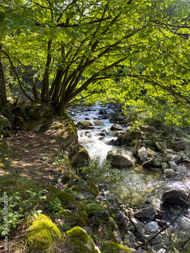 River flowing in the forest and large rocks, nature concept background