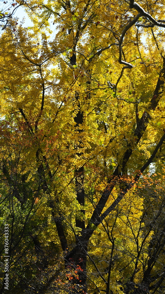 The beautiful central park autumn landscape with the colorful trees in New York The beautiful central park autumn landscape with the colorful trees in New York