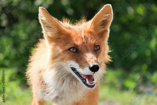 Happy Joyful Sly Red Fox with open Mouth looking forward against Green Foliage background on sunny day. Fox is grinning with sharp fangs