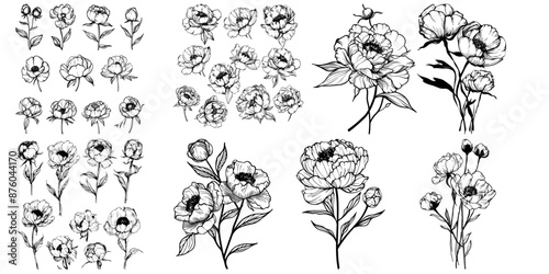 Hand drawn highly detailed peony flower designs