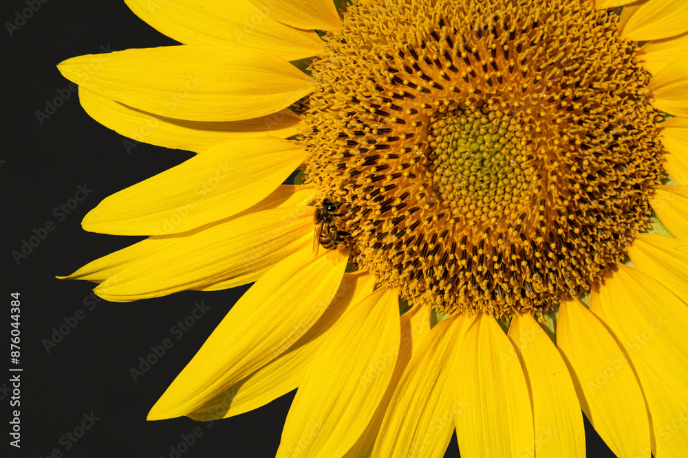 Obraz premium A honey bee collecting pollen from a sunflower against a black backdrop