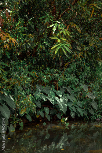 leaves on the water