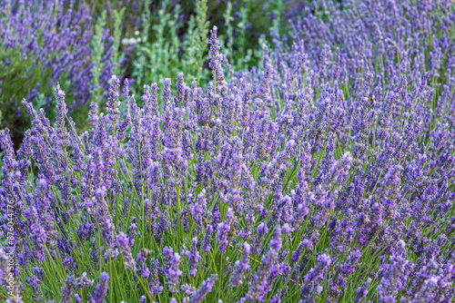 Close up of flowering lavender with many bees at work - shallow depth of field