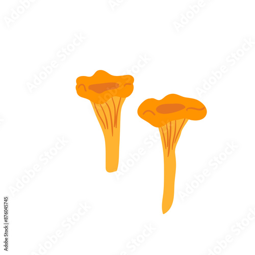 Chanterelle mushroom isolated on white background. Vector hand drawn flat illustration