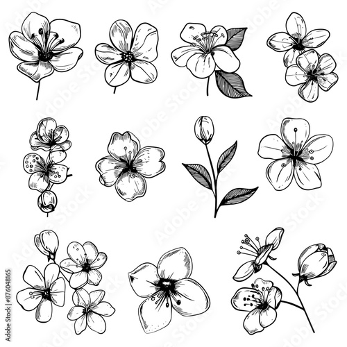 Hand drawn highly detailed blooming apple flowers
