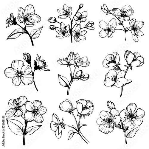 Hand drawn highly detailed blooming apple flowers