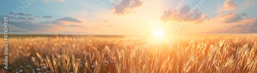 Golden wheat field at sunset with a soft, glowing light. photo