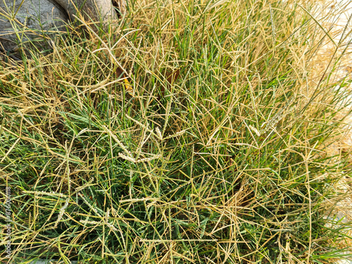 Cynodon dactylon in the garden. Also called Bermuda grass, Bahama grass, Doab, Dubo or Dhoob. It is a low, creeping summer perennial grass. Also as a medicinal plant, belonging to the Poaceae family. photo