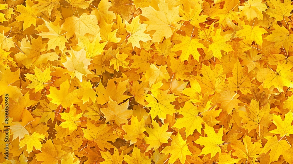 A background with lots of yellow autumn maple leaves background. A background with lots of yellow autumn maple leaves background.