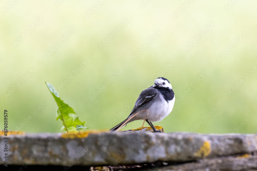 Naklejka premium White Wagtail resting on a stone