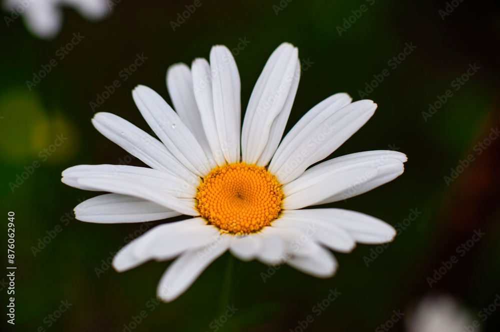Beautiful daisy flower close-up on a dark green background . High quality photo Beautiful daisy flower close-up on a dark green background . High quality photo