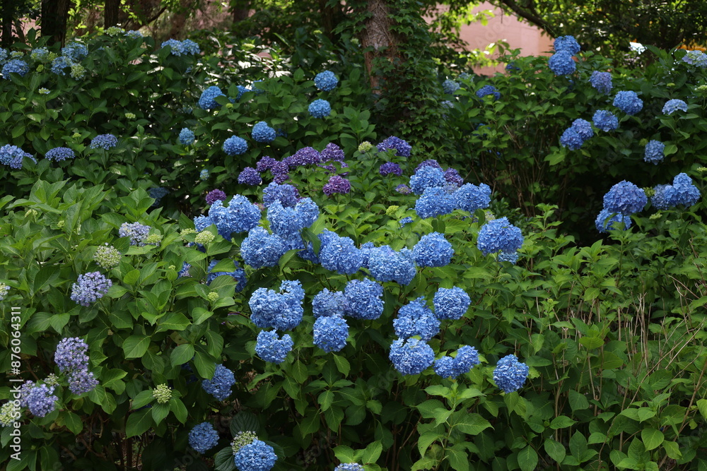 紫陽花 紫陽花