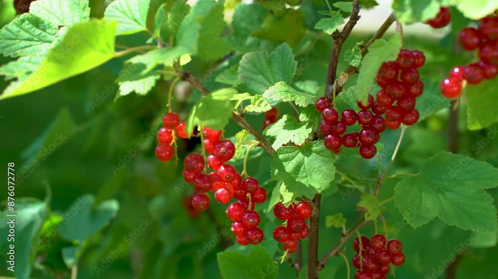 Ripe red currant on the bush video 4K