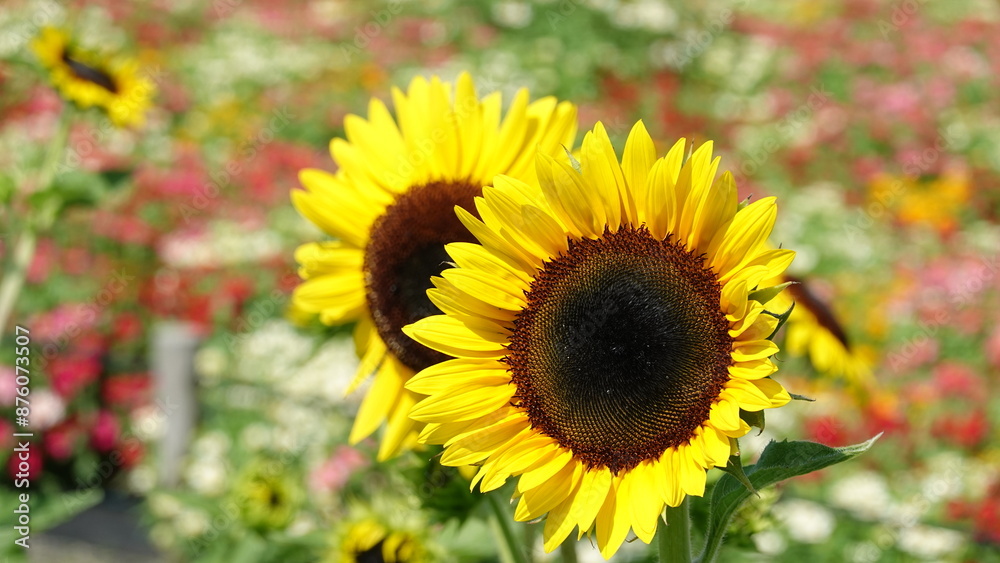 Fototapeta premium 夏のひまわり畑