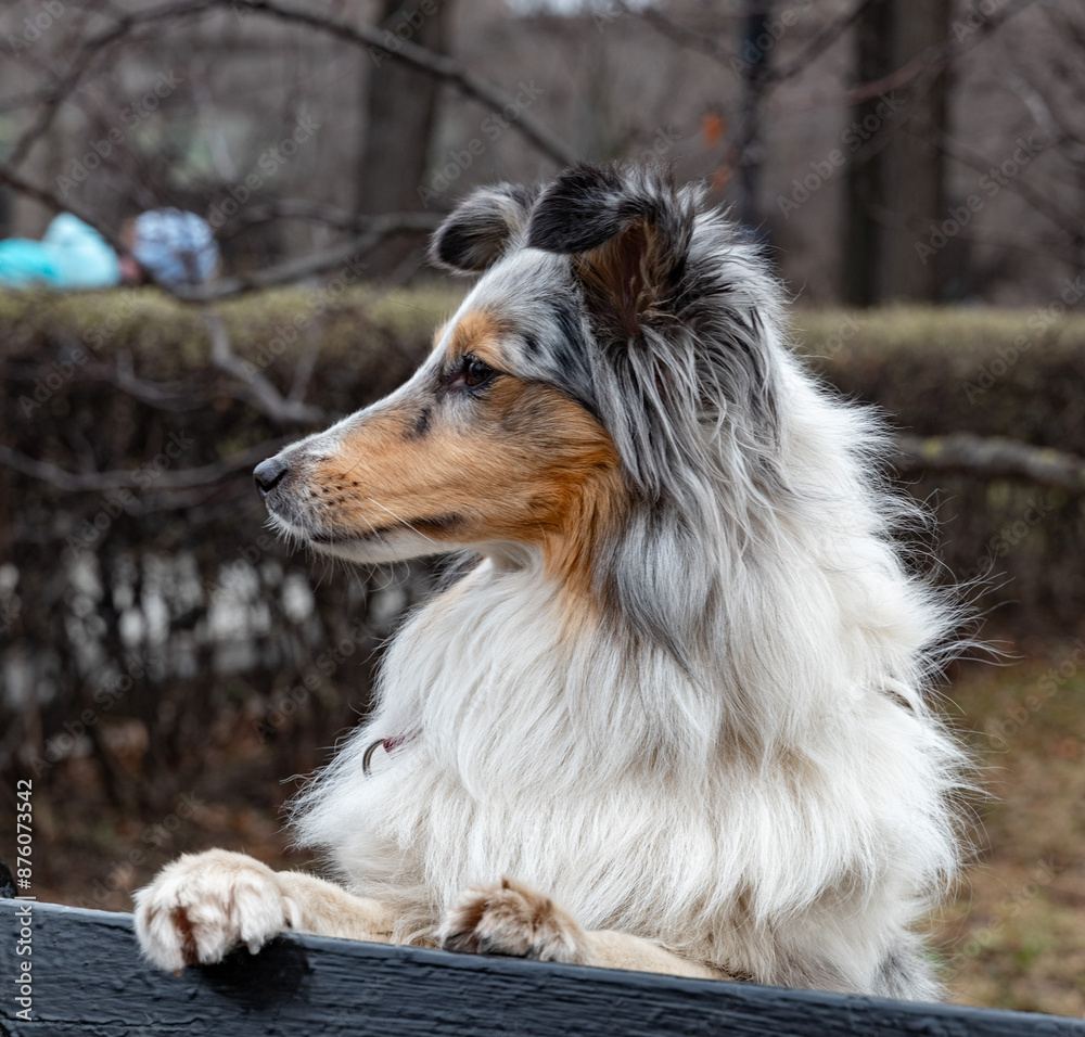 Shetland Sheepdog Shetland Sheepdog