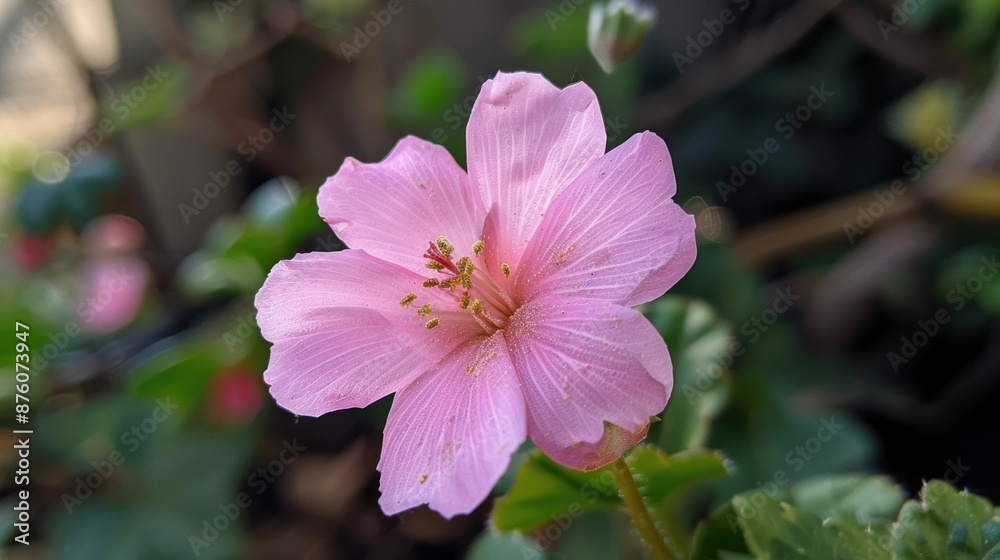 Delicate Pink Flower with Yellow Stamens Delicate Pink Flower with Yellow Stamens