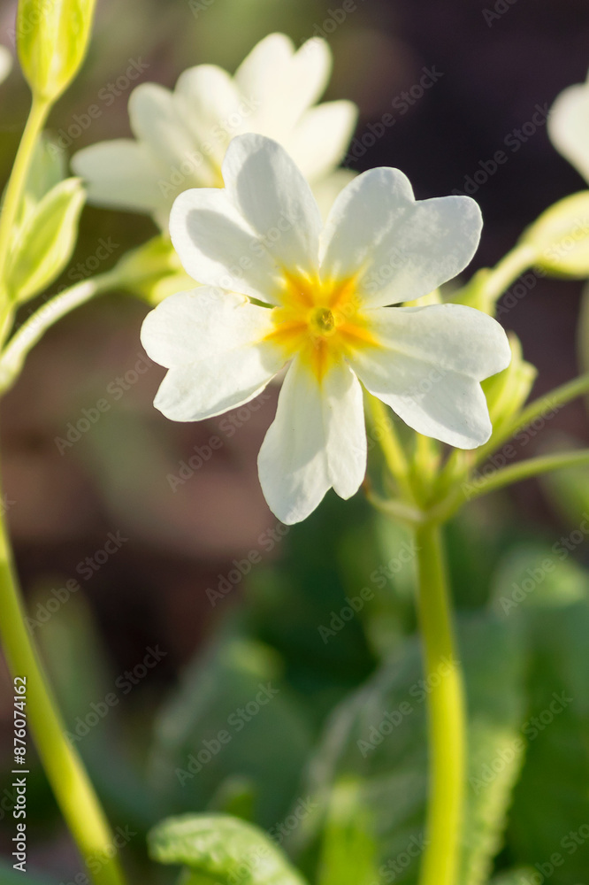 Spring flowering of perennial white early primrose in the garden. Spring flowering of perennial white early primrose in the garden.