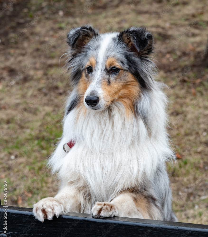 Shetland Sheepdog Shetland Sheepdog