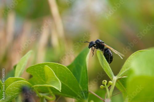 Winged Camponotus japonicus, winged black ant