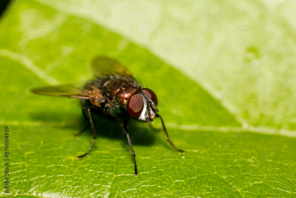 Lucilia cuprina fly on green leaf Lucilia cuprina fly on green leaf