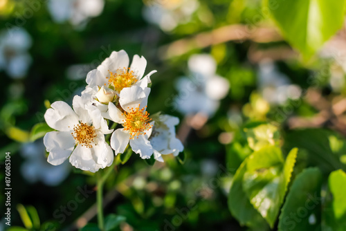 Rosa laevigata group blooming in the garden