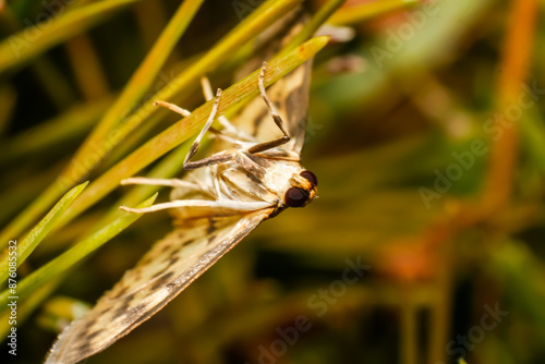 The mother of pearl moth (Patania ruralis) is a species of moth in the family Crambidae. photo