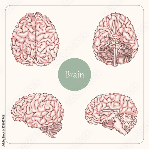 Human Brain Anatomy four views Vector Illustration, editable background.