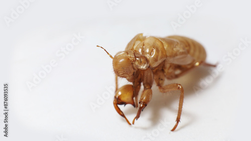 A discarded cicada molt macro shot with shallow depth of field on a white background photo