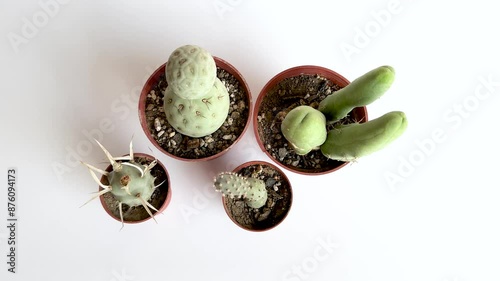 Different varieties of Tephrocactus cactus photo
