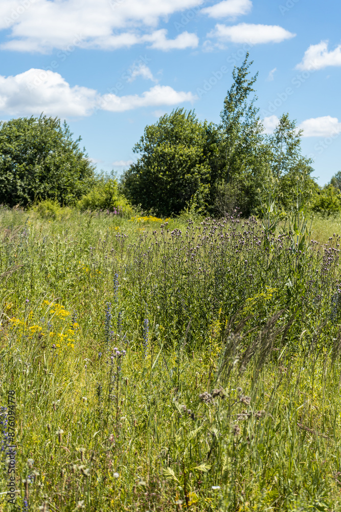 Fototapeta premium Summer colorful meadow