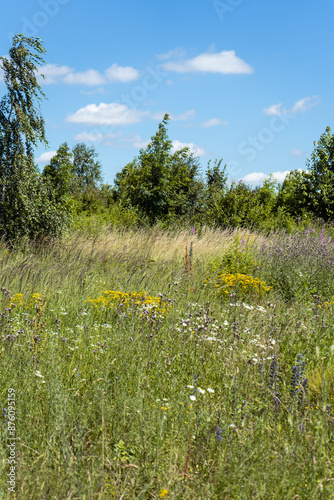 Fototapeta Naklejka Na Ścianę i Meble -  Summer colorful meadow