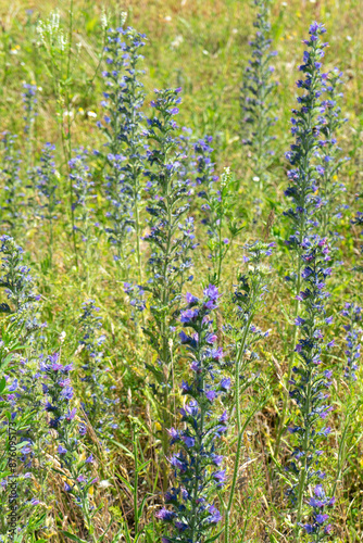 Summer colorful meadow