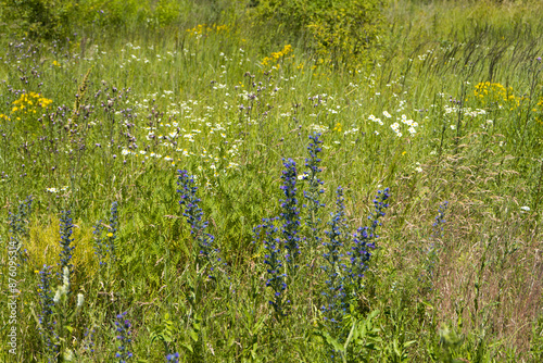Summer colorful meadow