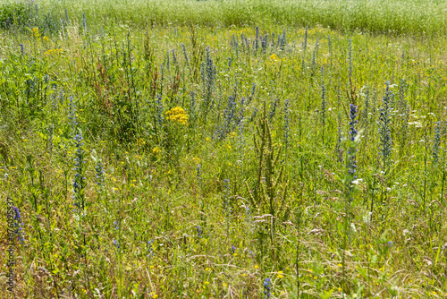 Summer colorful meadow