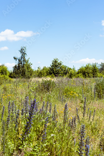 Summer colorful meadow