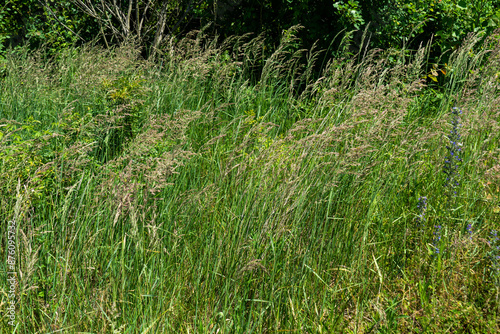 Summer colorful meadow