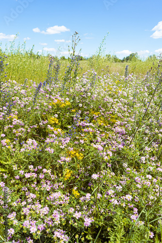 Summer colorful meadow
