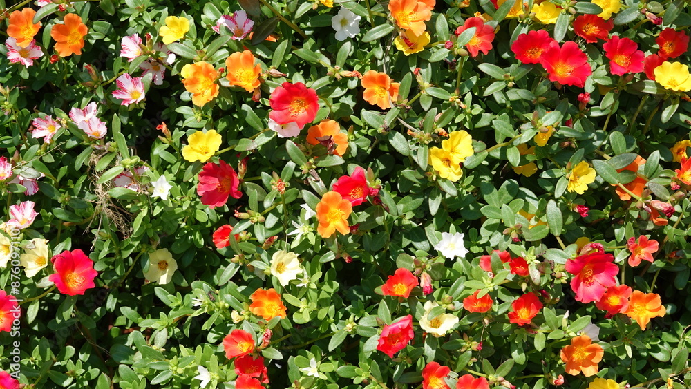 夏の花畑 夏の花畑