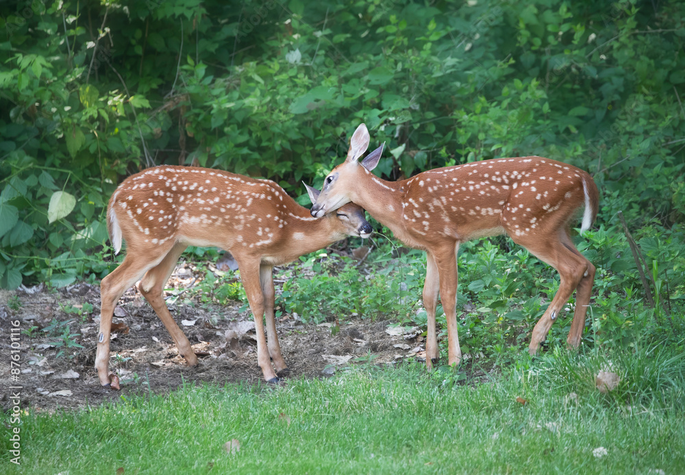 two baby deer caressing each other two baby deer caressing each other