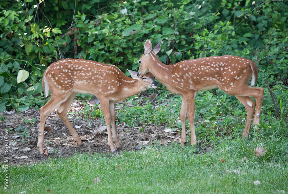 two baby deer caressing each other two baby deer caressing each other
