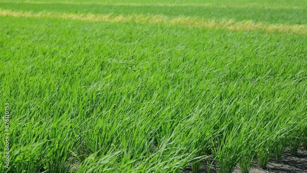 green rice field blowing in the gentle breeze green rice field blowing in the gentle breeze