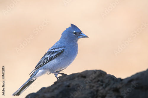 Male Tenerife blue chaffinch, (Fringilla teydea), standing on a rock, in Tenerife, Canary islands, Spain 