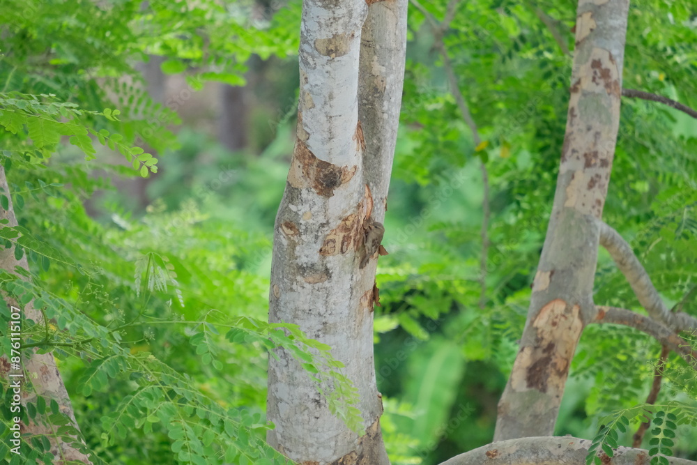Fototapeta premium tree in the woods