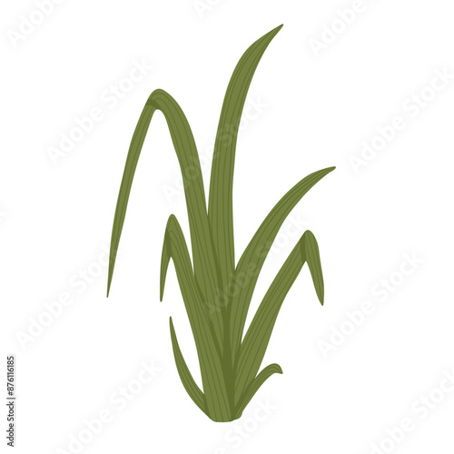 Grass illustration. Hand drawn leaves of greenery. Green isolated illustration of herb on the white background. Vector print design.