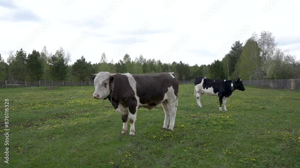 Cows in the meadow. Group of holstein cows in a meadow Cows in the meadow. Group of holstein cows in a meadow
